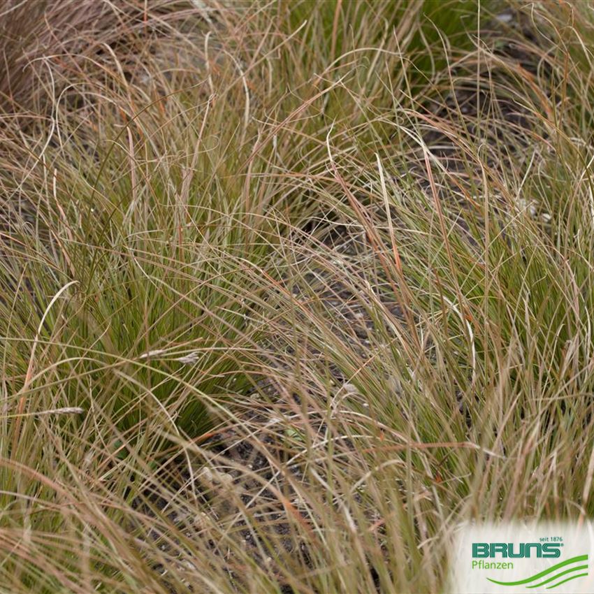 Carex Testacea Orange New Zealand Sedge Von Bruns Pflanzen