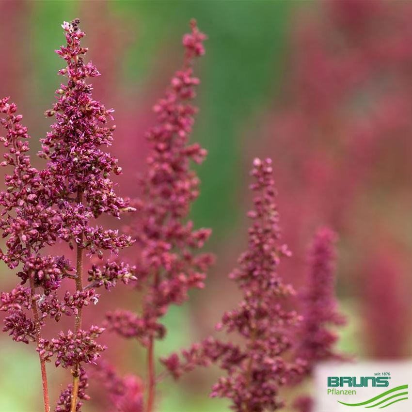 Astilbe arendsii 'Fanal' von Bruns Pflanzen