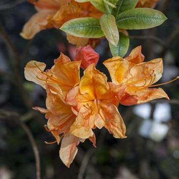 Rhododendron luteum 'Glowing Embers'