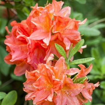 Rhododendron molle 'Von Gneist'