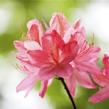 Rhododendron molle 'Consul Pêcher'