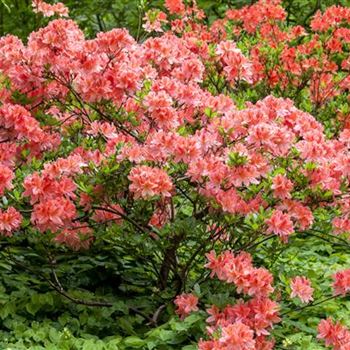 Rhododendron molle 'Dinie Metselaar'
