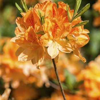 Rhododendron molle 'Doctor Reichenbach'