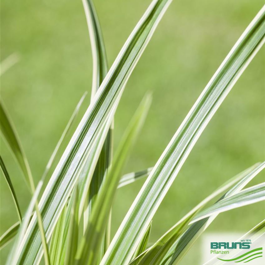 Carex caryophyllea 'The Beatles', SchopfSegge von Bruns Pflanzen