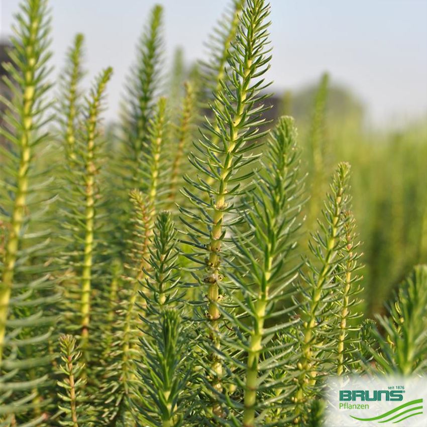 Hippuris vulgaris von Bruns Pflanzen