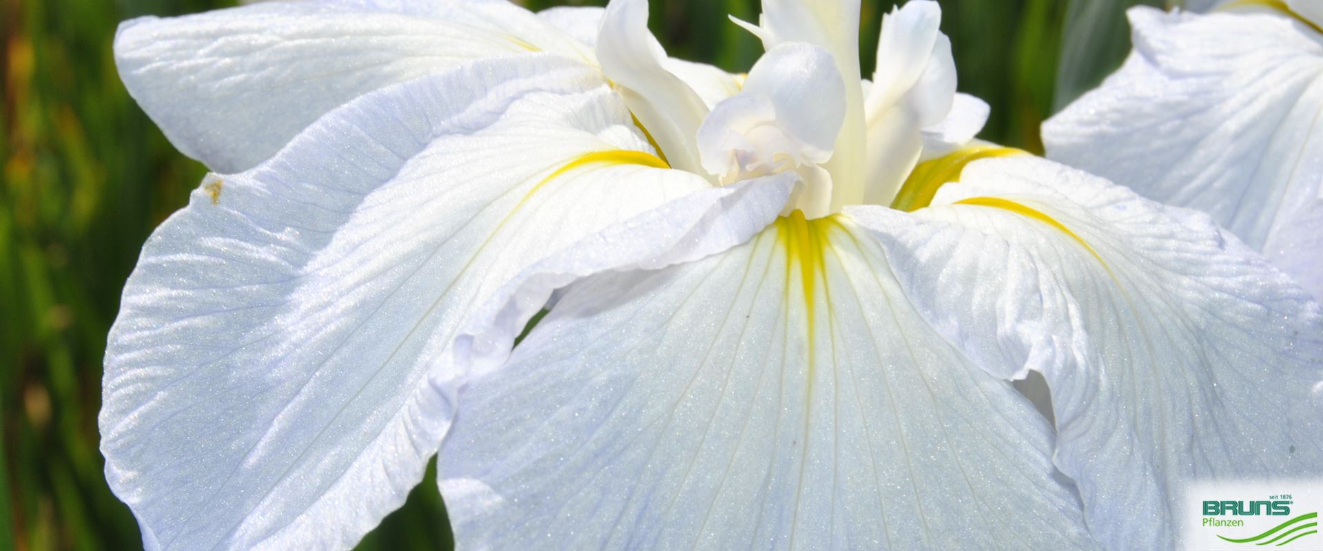 Iris sibirica 'Snow Queen' von Bruns Pflanzen