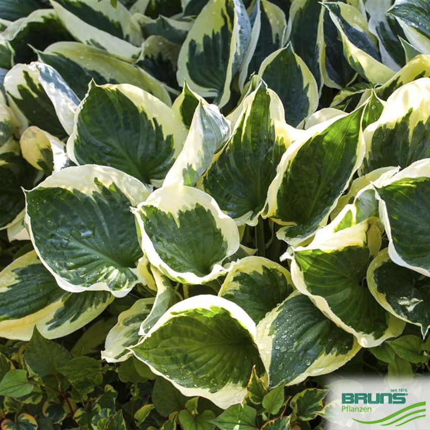 100 Stück Weiße Hosta-Pflanzensamen - Garten Samen Für Balkon & Beet