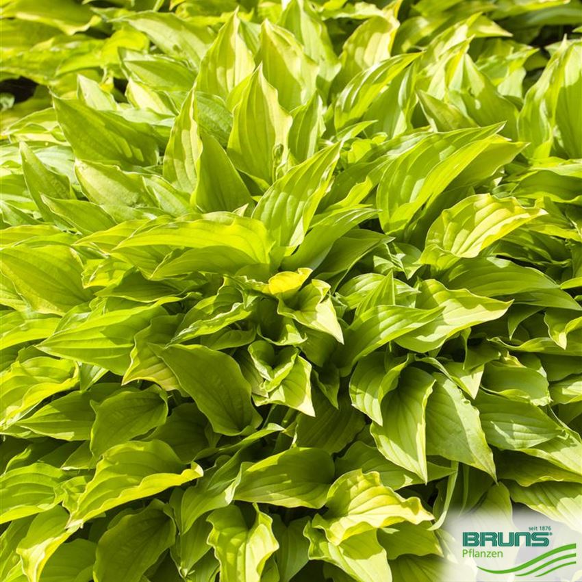 Hosta 'Gold Drop' von Bruns Pflanzen