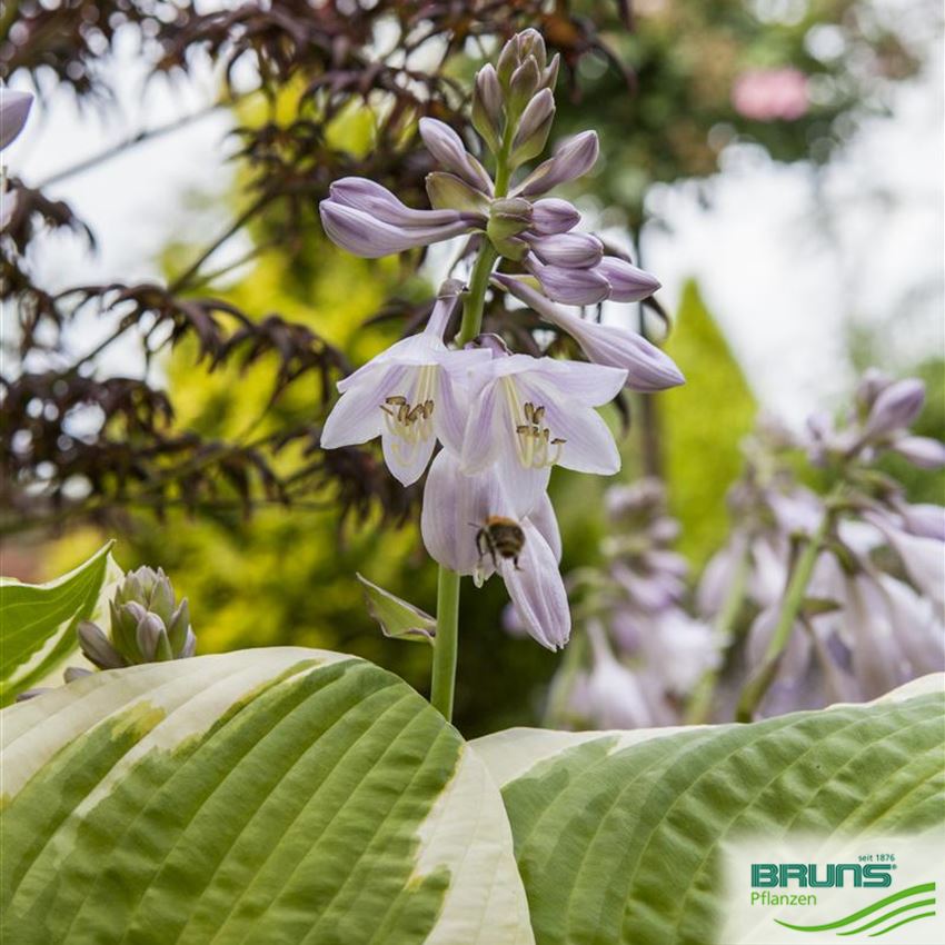 Hosta in Sorten von Bruns Pflanzen