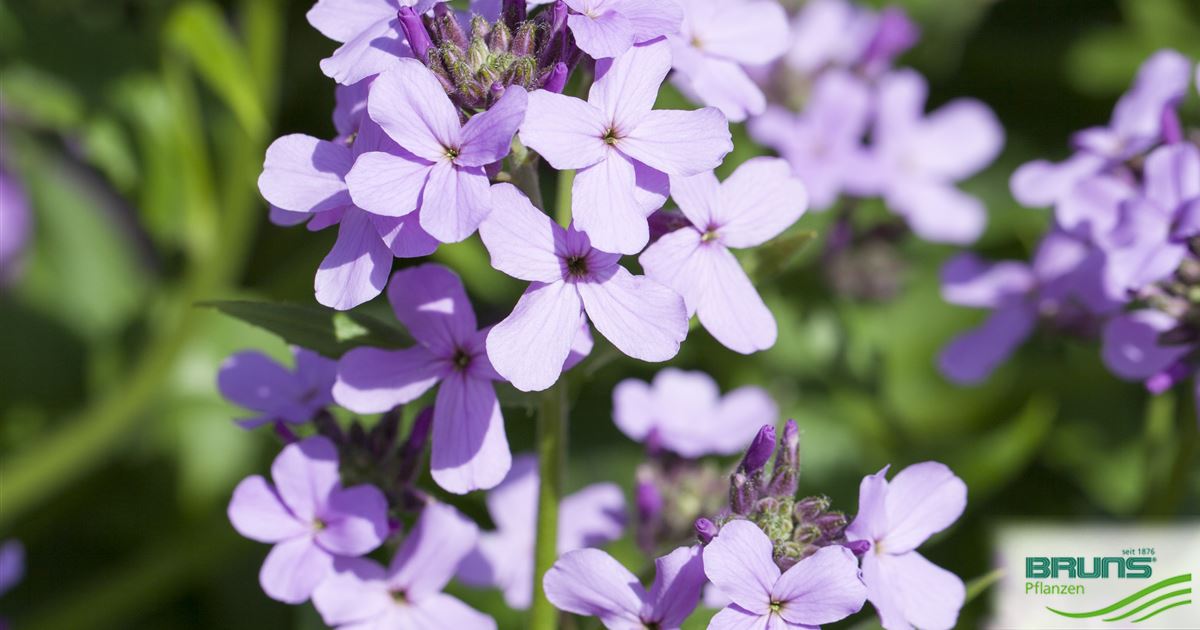 Hesperis matronalis von Bruns Pflanzen
