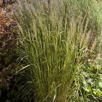 Calamagrostis arundinacea var. brachytricha von Bruns Pflanzen