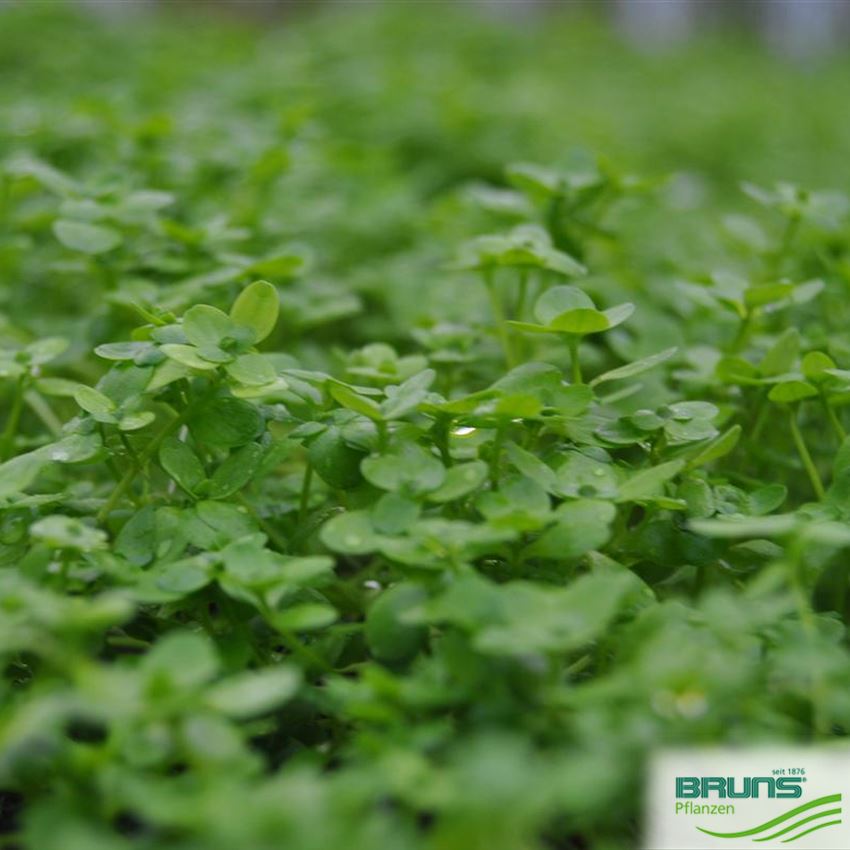 Callitriche palustris von Bruns Pflanzen