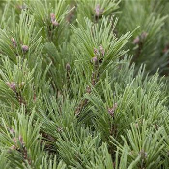 Pinus mugo subsp. mughus