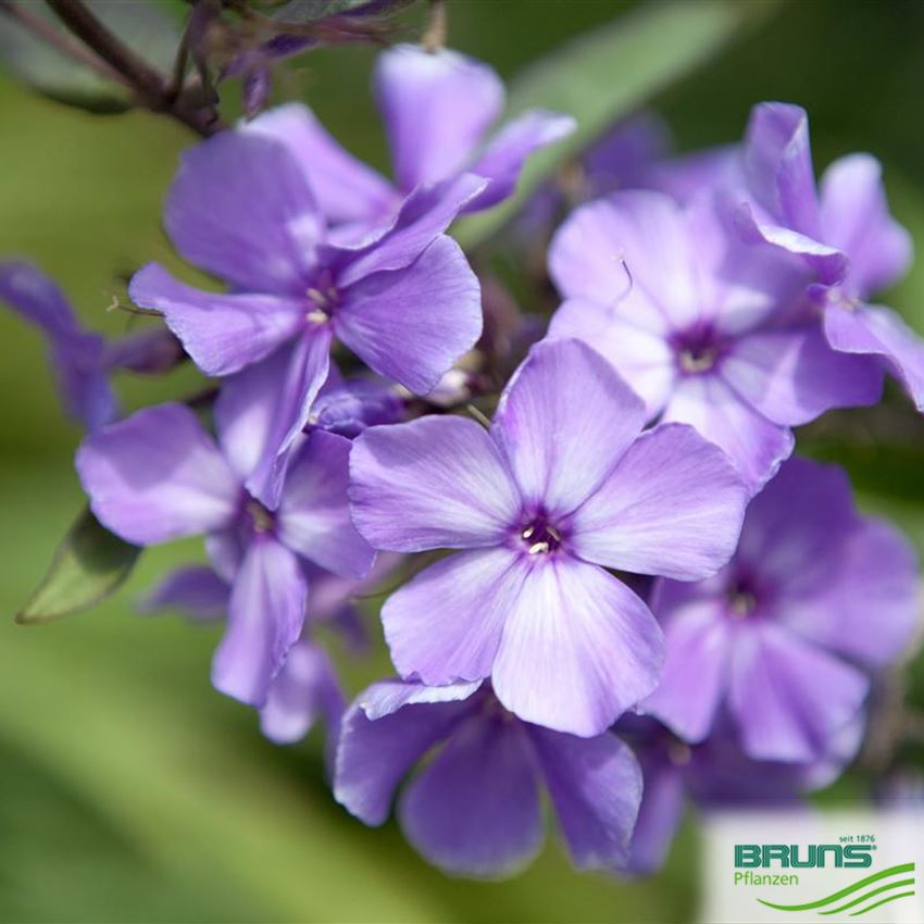 Phlox paniculata 'Blue Paradise' von Bruns Pflanzen