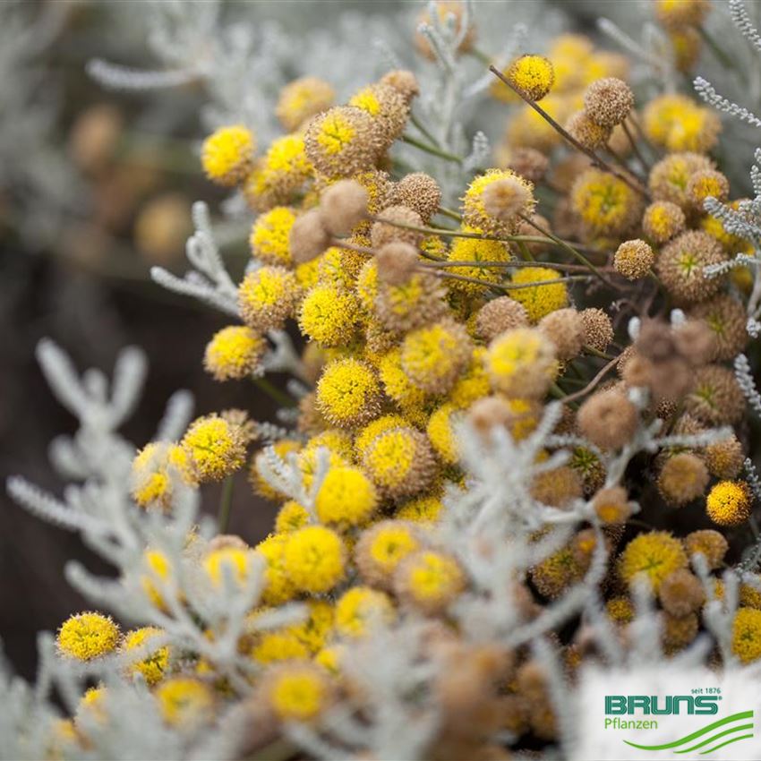Santolina chamaecyparissus von Bruns Pflanzen