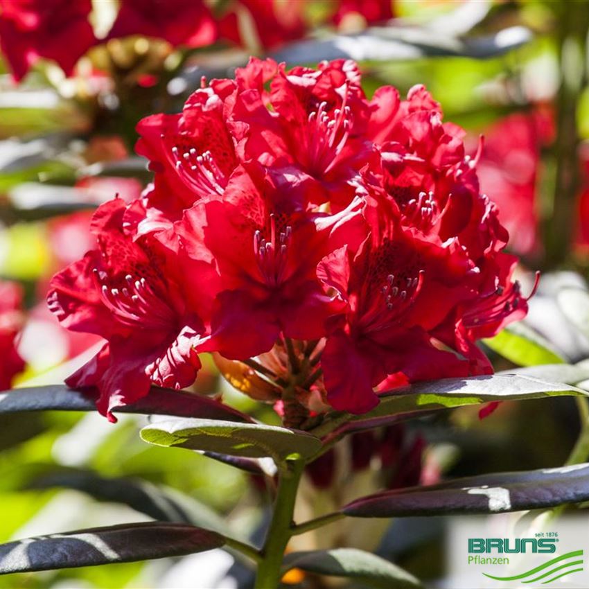 Rhododendron Inkarho (R) 'Wilgens Ruby' von Bruns Pflanzen