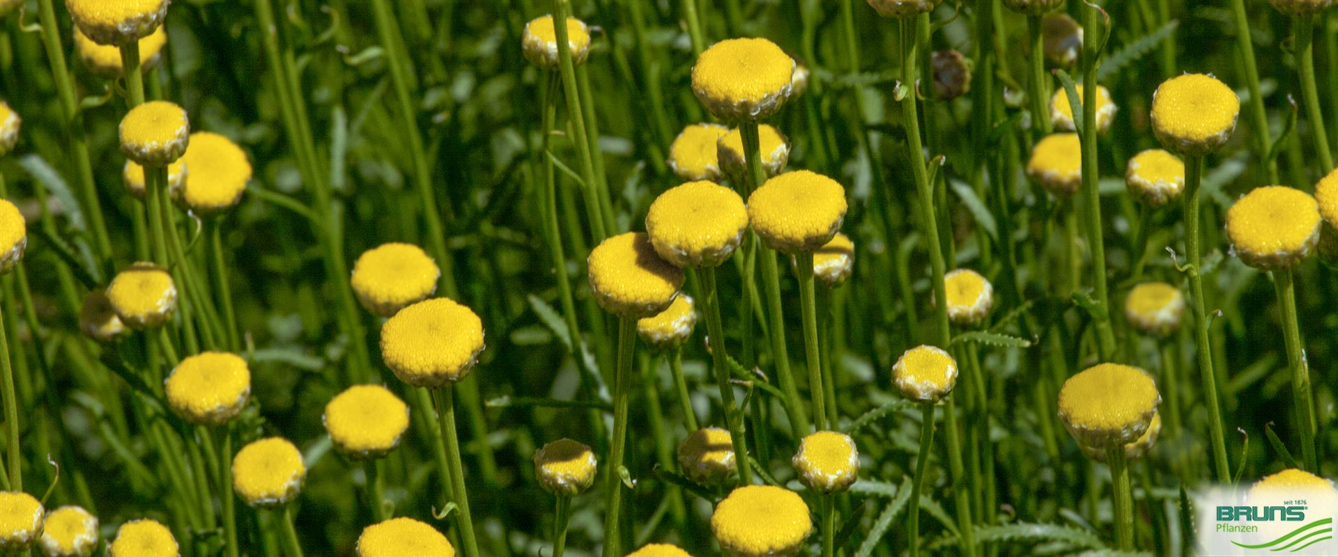 Santolina rosmarinifolia von Bruns Pflanzen