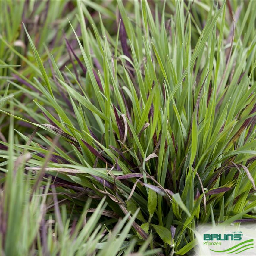 Luzula pilosa ‘Igel’ von Bruns Pflanzen