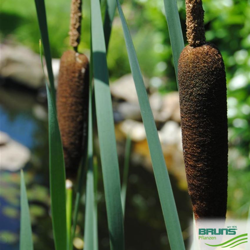 Typha latifolia, Breitblättriger Rohrkolben von Bruns Pflanzen
