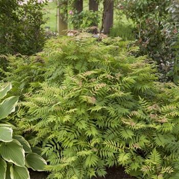 Sibirische Fiederspiere Sorbaria sorbifolia "Sem"® 60-80 cm 