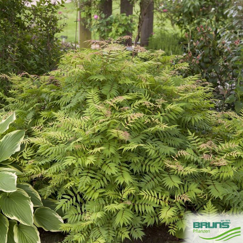 Sorbaria sorbifolia 'Sem' (R) von Bruns Pflanzen