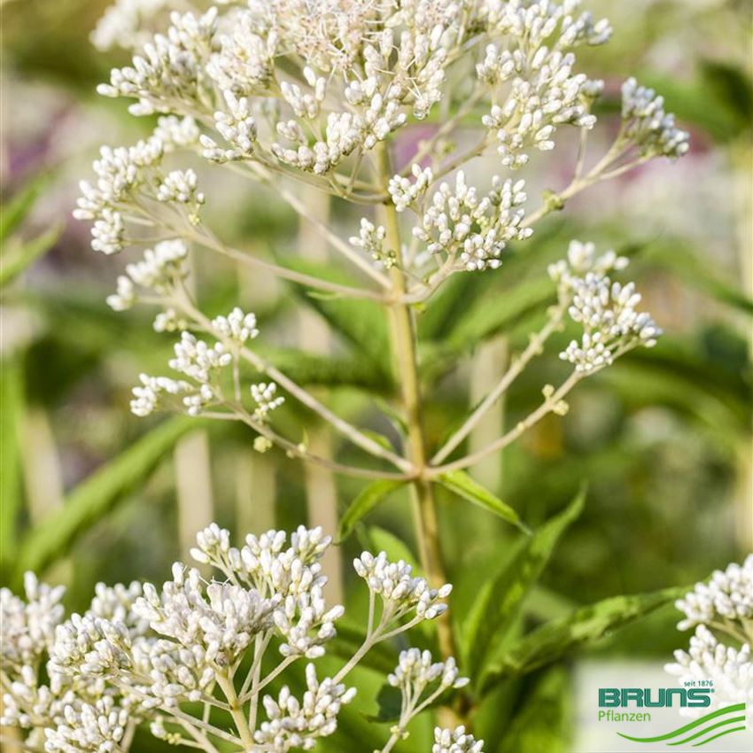 Eupatorium fistulosum 'Album' von Bruns Pflanzen