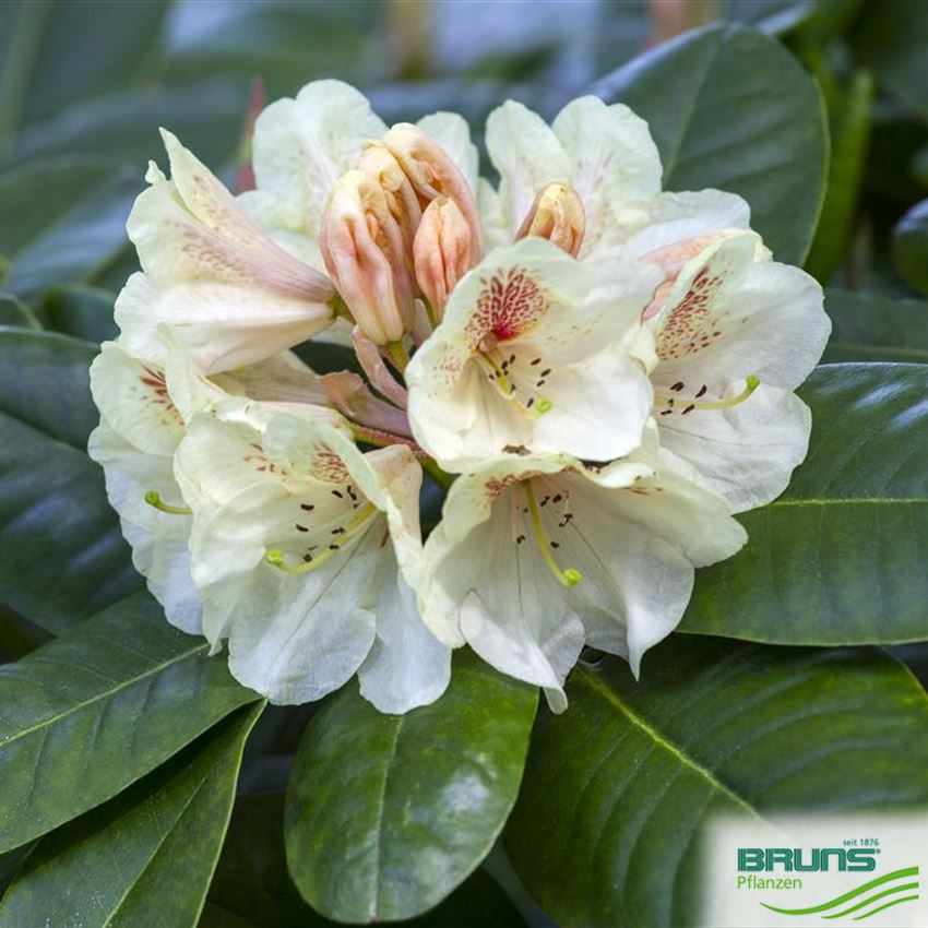 Rhododendron 'Goldbukett' von Bruns Pflanzen