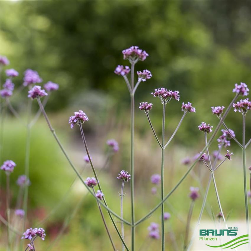 Verbena bonariensis von Bruns Pflanzen