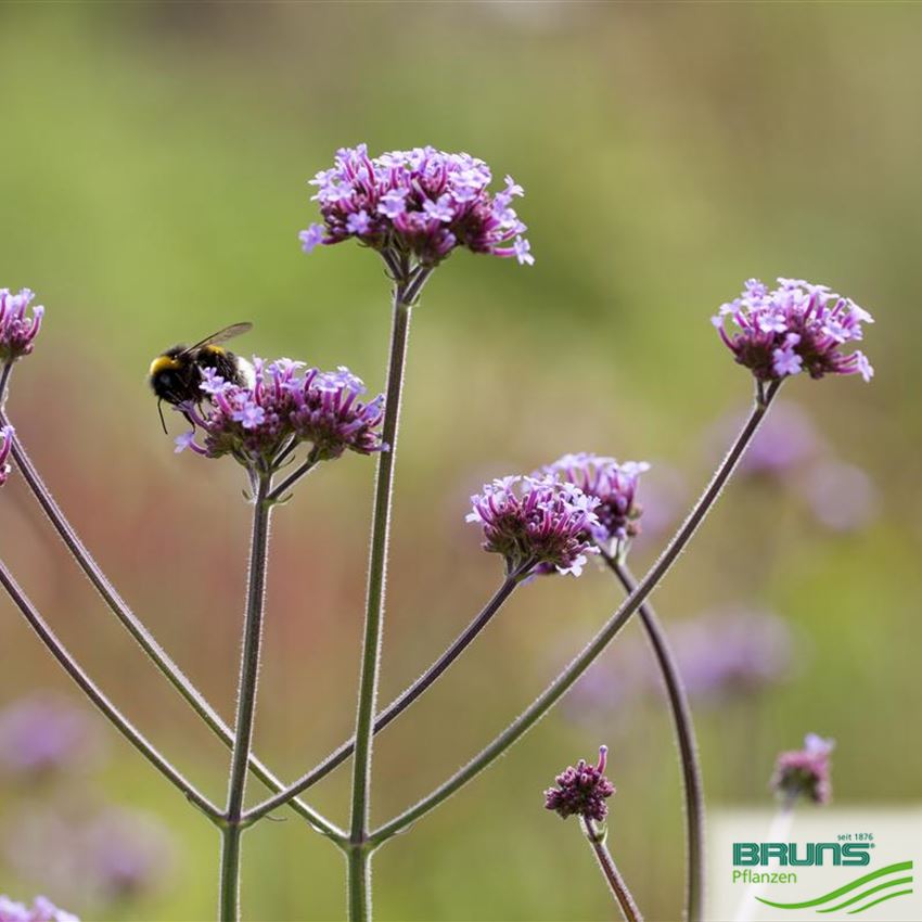 Verbena bonariensis von Bruns Pflanzen