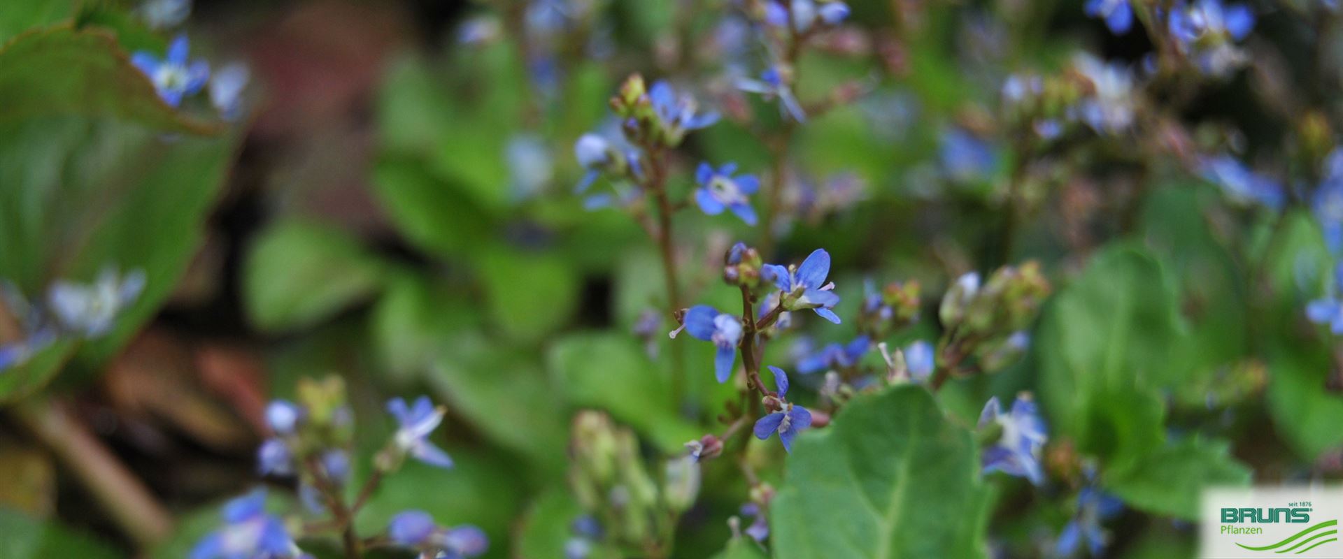 Veronica beccabunga, Brooklime von Bruns Pflanzen