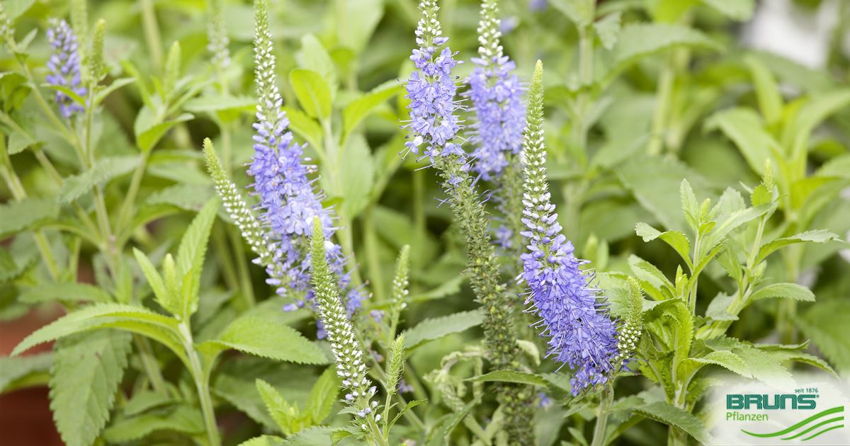 Veronica Longifolia 'Blauriesin', Langblättriger Ehrenpreis Von Bruns ...