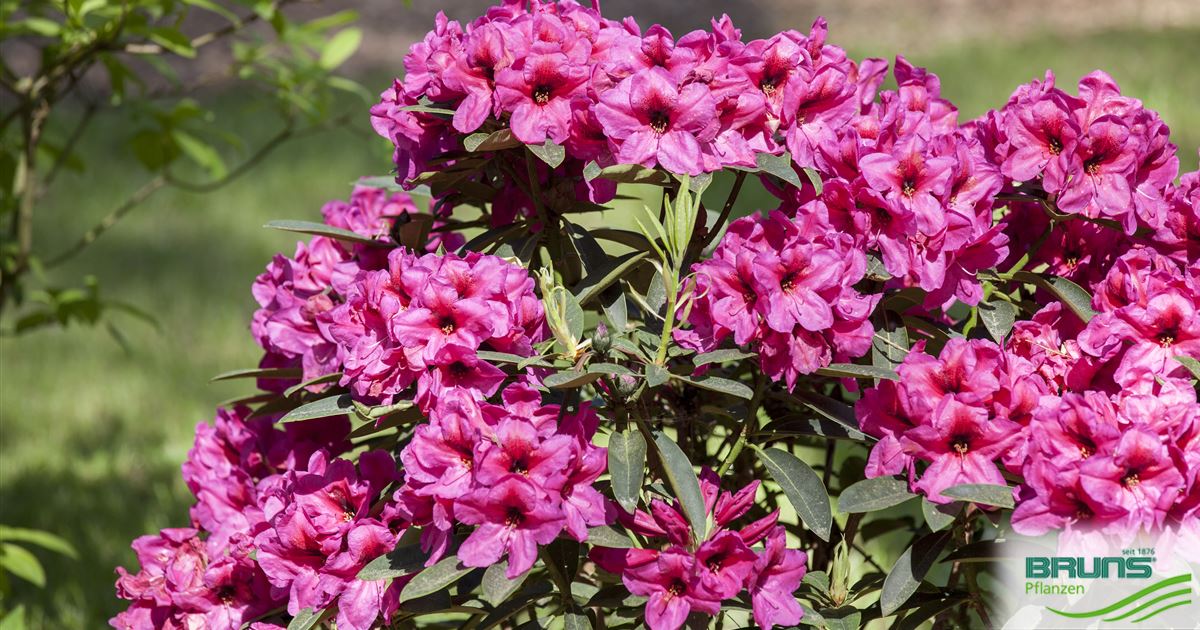 Rhododendron Hybriden in Sorten Pr.Gr.III von Bruns Pflanzen