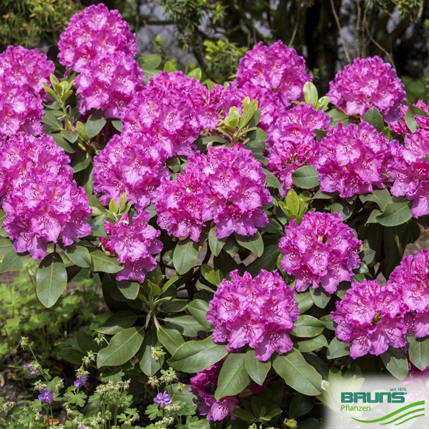 RHODODENDRON INKARHO (R) 'CLAUDINE' von Bruns Pflanzen
