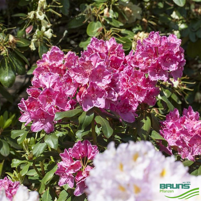 RHODODENDRON INKARHO (R) 'CLAUDINE' von Bruns Pflanzen