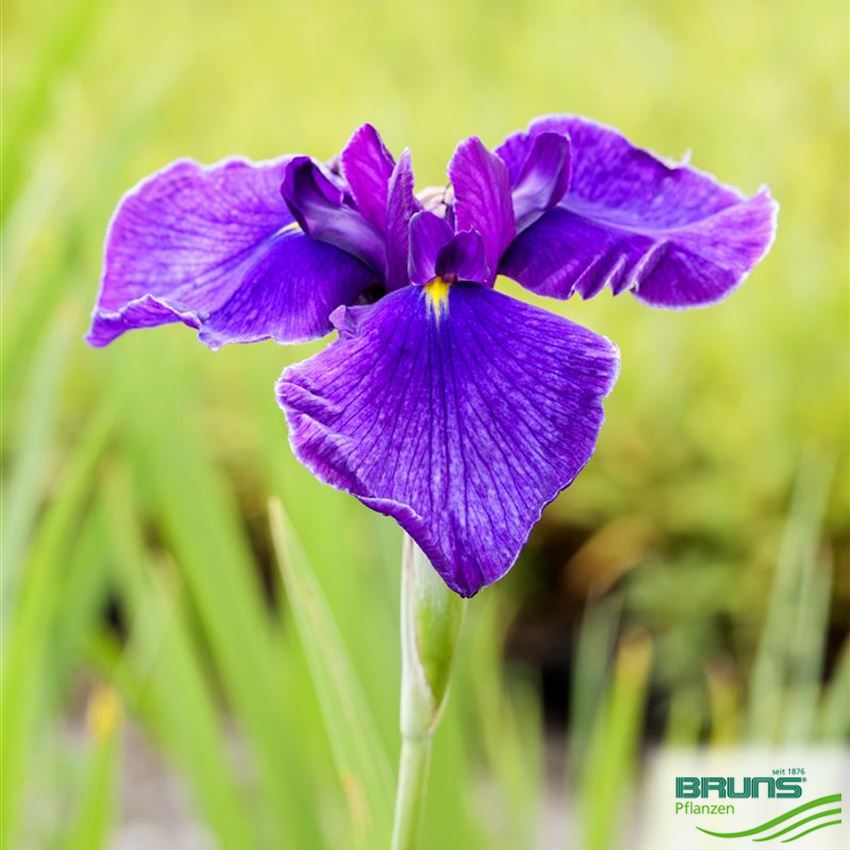 Iris laevigata, Japanische SumpfIris von Bruns Pflanzen