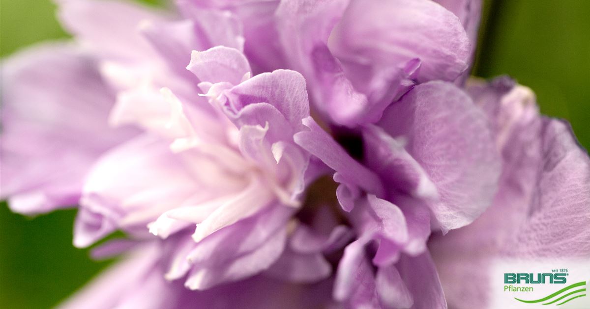 Hibiscus syriacus 'Ardens' von Bruns Pflanzen
