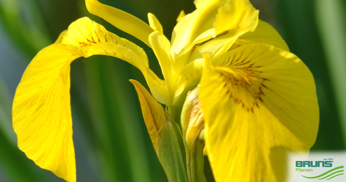 Iris pseudacorus, Gelbe SumpfSchwertlilie von Bruns Pflanzen