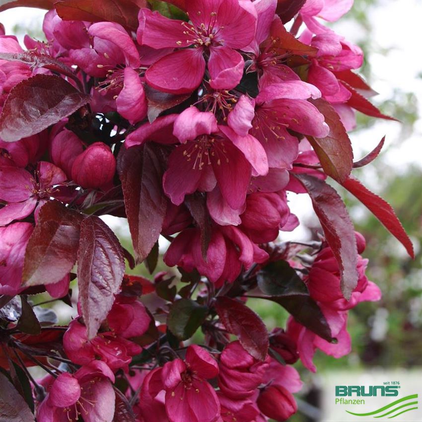Malus 'Dark Rosaleen'