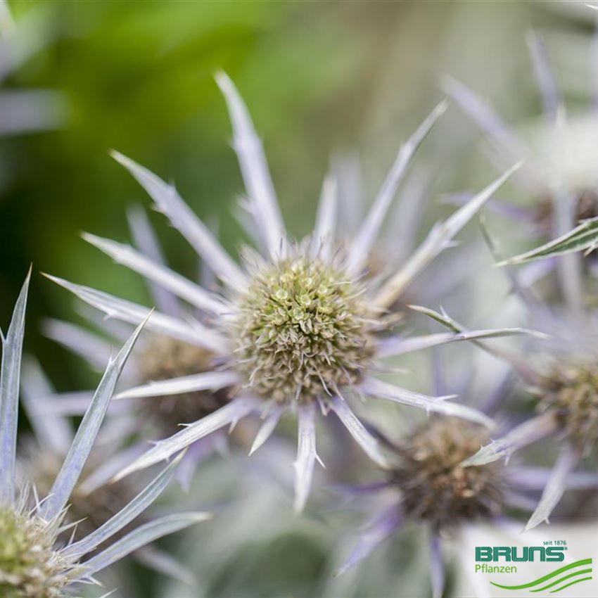 Eryngium bourgatii von Bruns Pflanzen