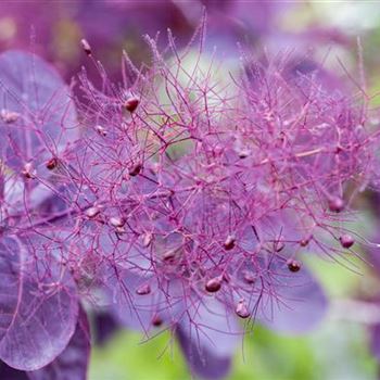 Cotinus coggygria 'Royal Purple'