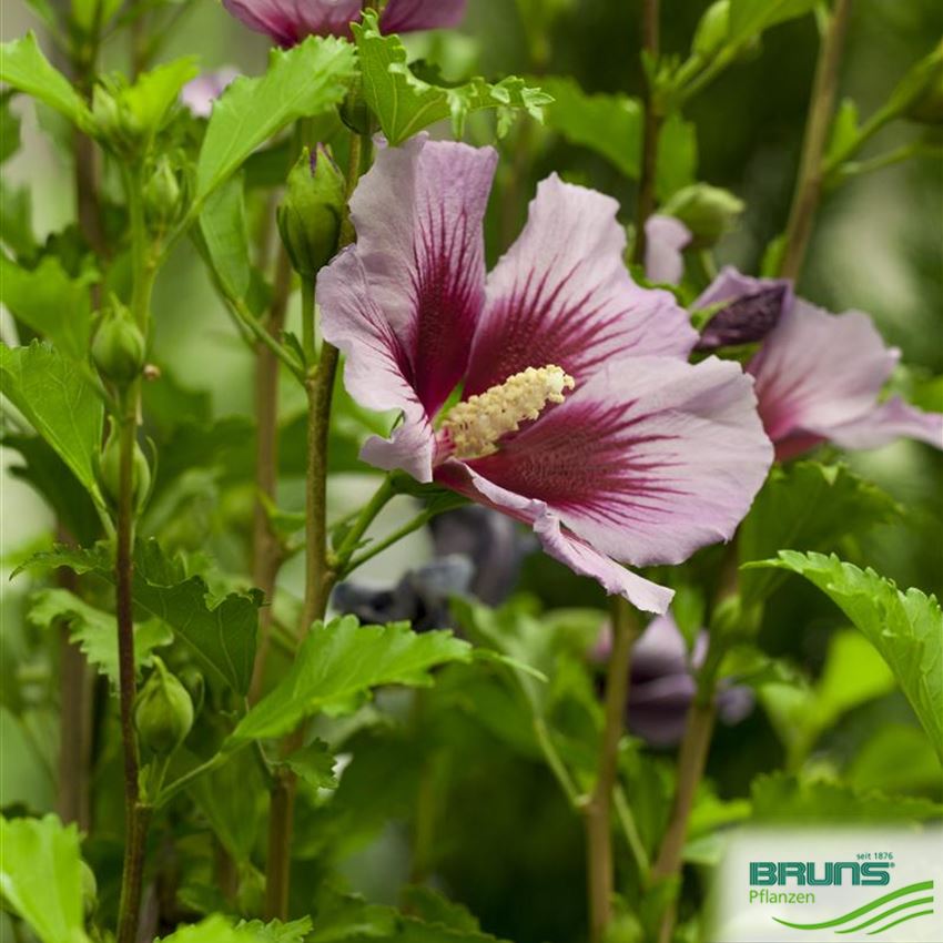 Hibiscus syriacus Hybriden in Sorten von Bruns Pflanzen