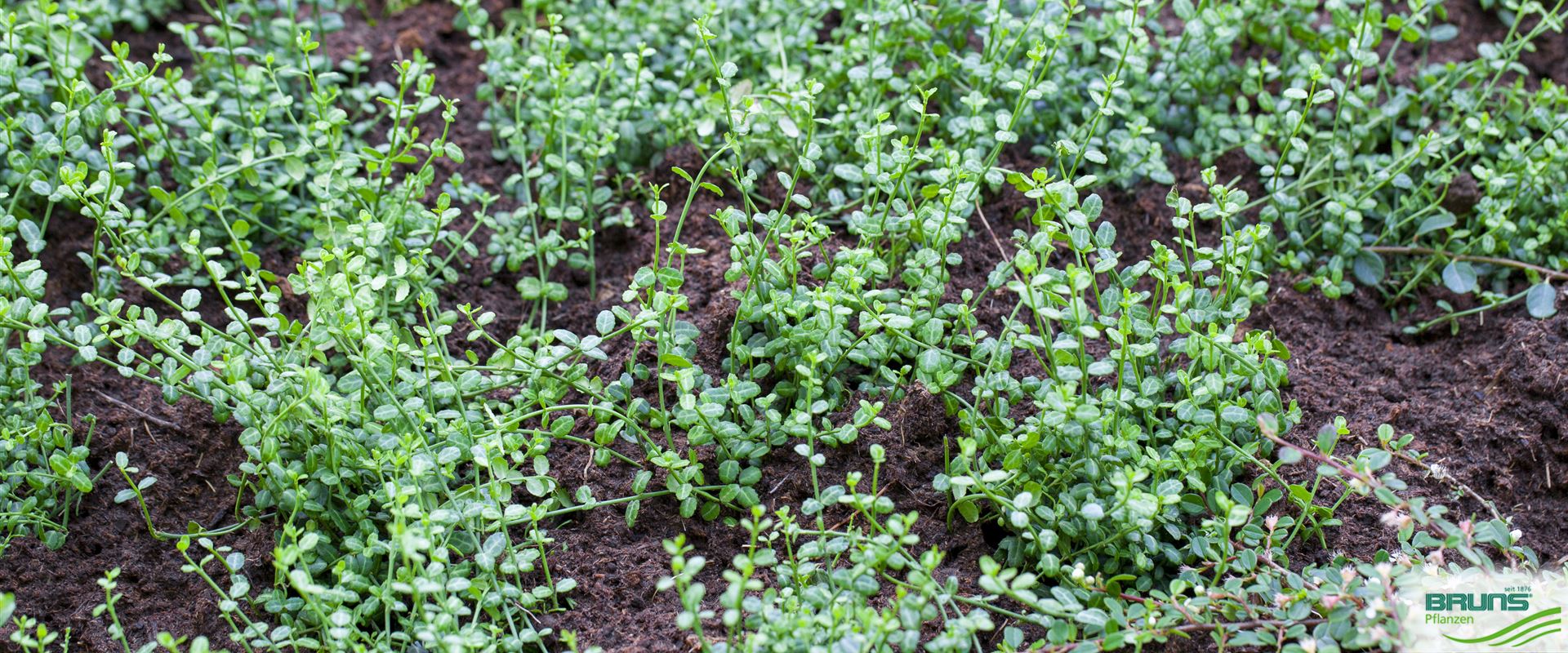 Euonymus fortunei 'Minimus' von Bruns Pflanzen