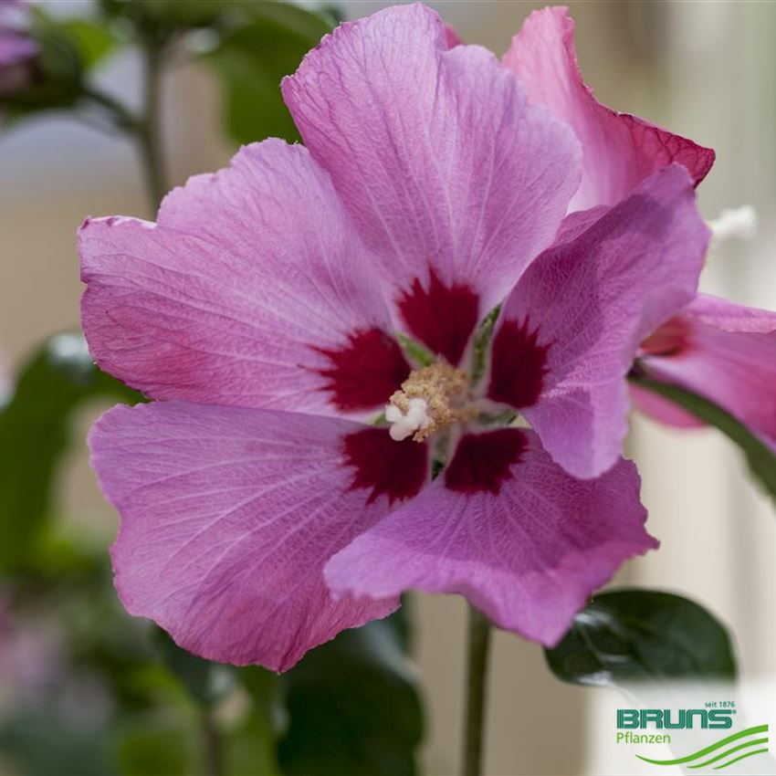 Arbusto Hibiscus Syriacus 'Woodbridge' - Planta De Flor Rosa De 35-45 Cm En Maceta De 18 Cm, Caducifolio Y De Bajo Mantenimiento
