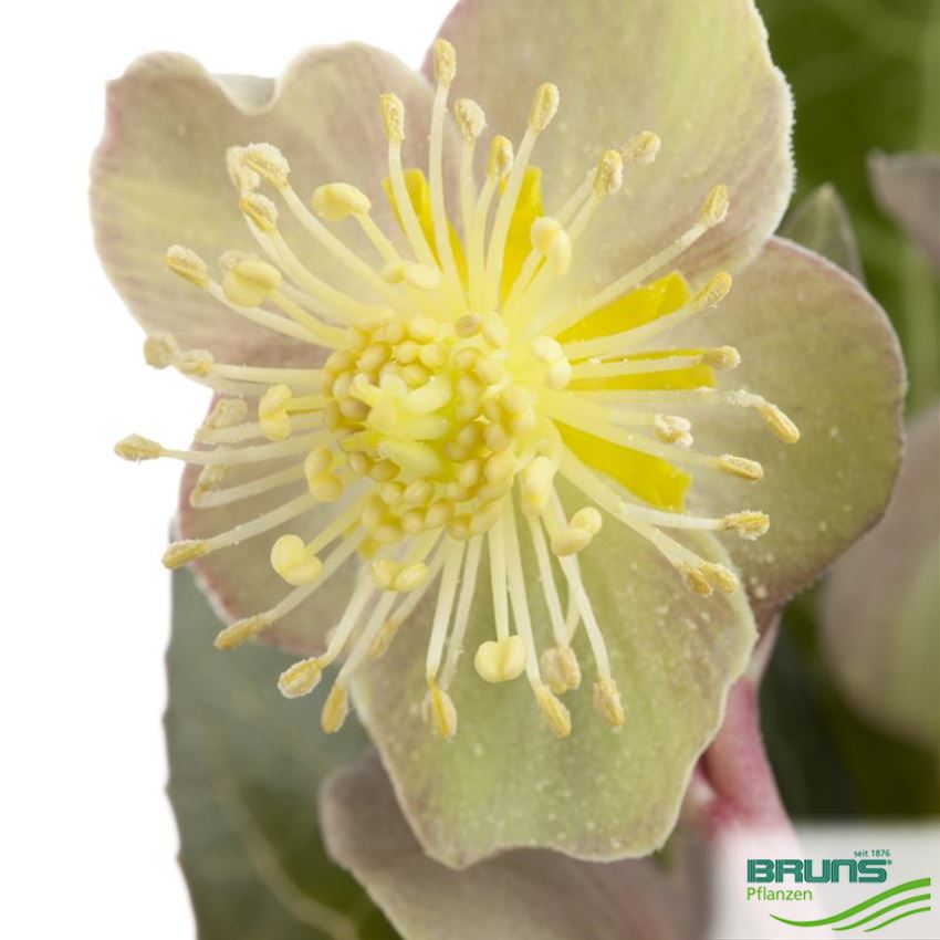 Helleborus argutifolius von Bruns Pflanzen