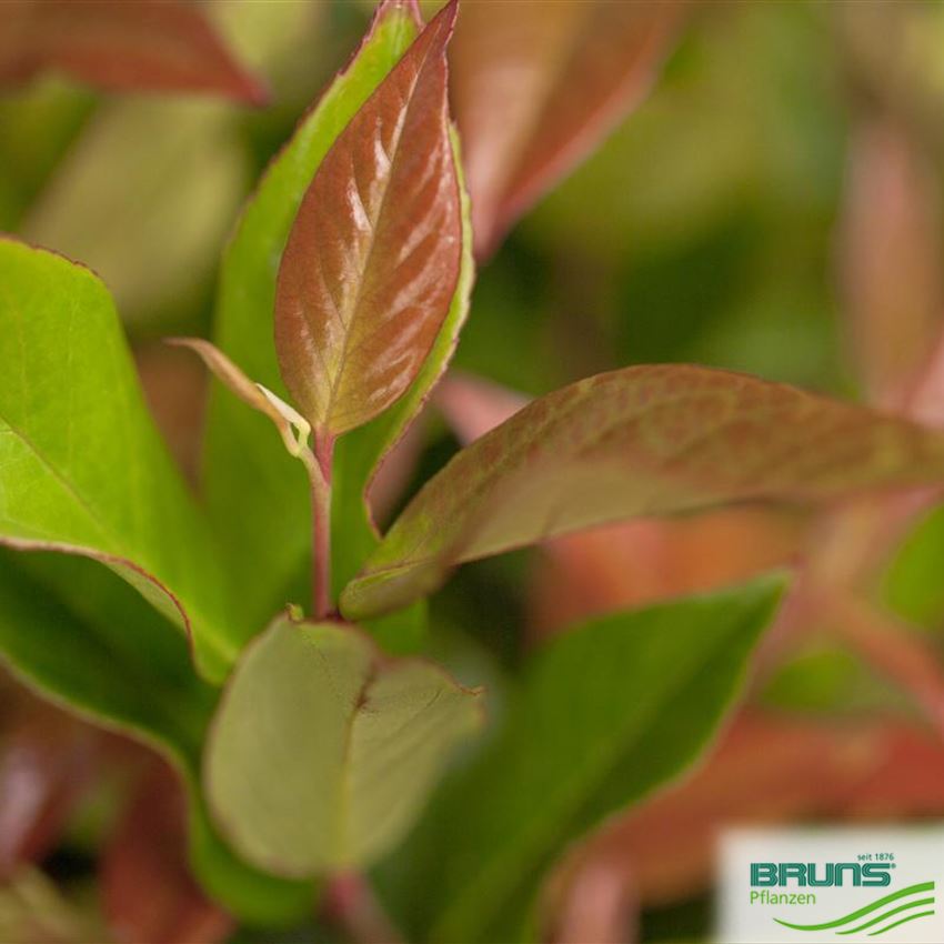 Leucothoe fontanesiana 'Zeblid' von Bruns Pflanzen