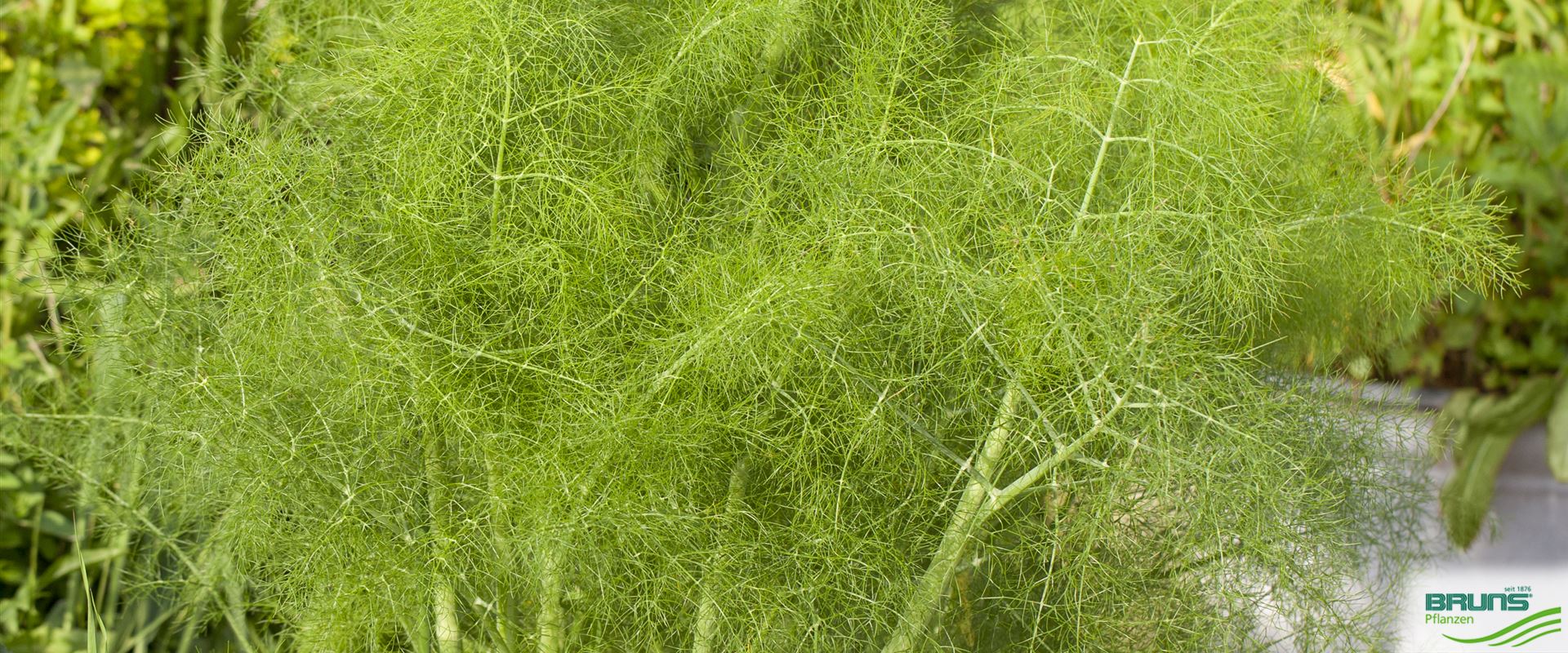 Foeniculum vulgare von Bruns Pflanzen
