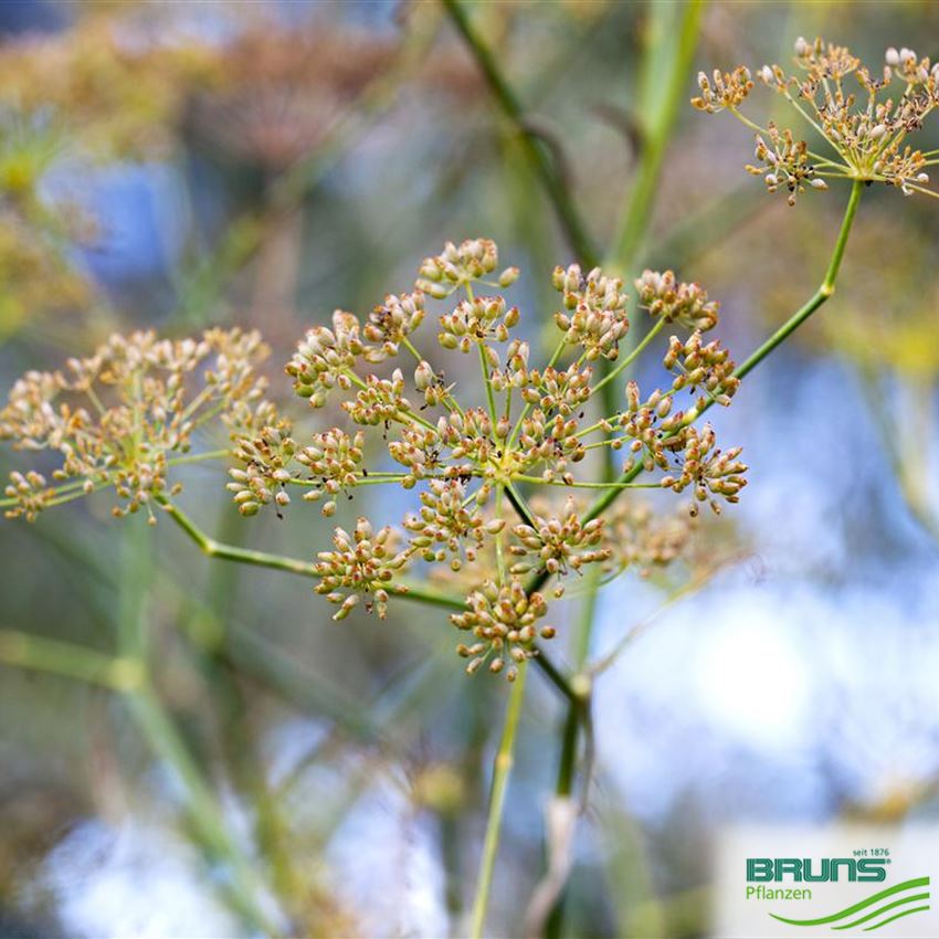Foeniculum vulgare von Bruns Pflanzen