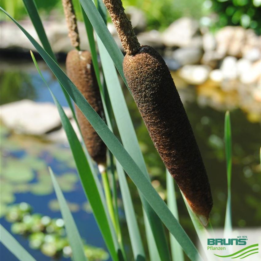 Typha angustifolia, Schmalblättriger Rohrkolben von Bruns Pflanzen