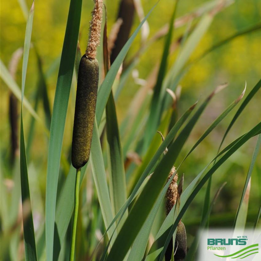 Typha angustifolia, Schmalblättriger Rohrkolben von Bruns Pflanzen