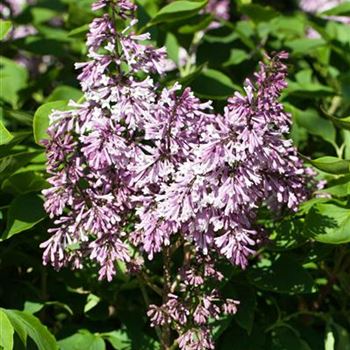 Syringa patula 'Miss Kim' von Bruns Pflanzen